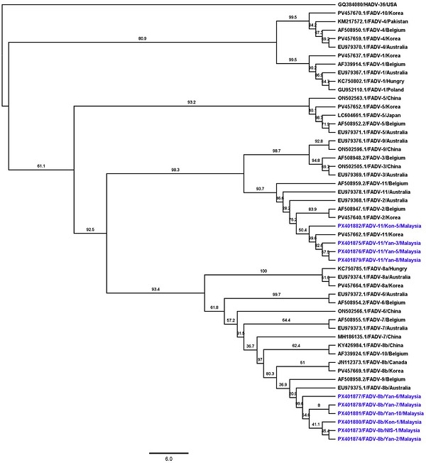 A phylogenetic tree illustrating the evolutionary relationships among selected FADV isolates was constructed. Partialhexongene sequences from representative FADV strains originating from various countries were aligned using MAFFT (v7.450) with the G‐INS‐i algorithm (BLOSUM62 scoring matrix; gap open penalty: 1.53; offset value: 0.123) implemented in Geneious Prime (v2025.1.1, Biomatters Ltd., Auckland, New Zealand). A maximum likelihood tree was generated in Geneious Prime using the GTR substitution model, with 1000 bootstrap replicates. A human adenovirus 36 (HAdV‐36) sequence (GenBank accession no.GQ384080) used as the out‐group. Branch tip labels denote the GenBank accession number, virus name, and country of origin. Sequences obtained in this study are highlighted in blue. The tree was visualized using FigTree v1.4.4, and bootstrap values are shown as percentages at the nodes.