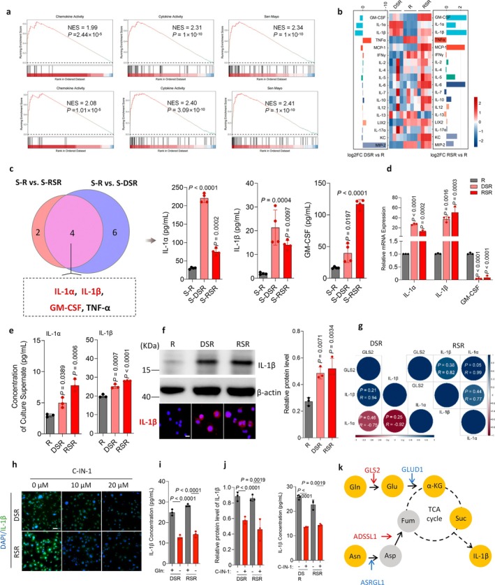 Glutamine metabolism in senescent macrophages drives the synthesis and secretion of IL‐1β. (a) GSEA results of senescent macrophages (DSR and RSR) in chemokine activity, cytokine activity, Sen Mayo sets. (b) Heat map in 18 cytokines of supernatants from direct co‐culture of SCC7 with macrophages (S‐R, S‐DSR or S‐RSR) assessed by the MILLIPLEX assay. (c) Venn diagram showing 4 differentially expressed cytokines including GM‐CSF, IL‐1α, IL‐1β, and TNF‐α in the supernatants. (d) Relative mRNA expression of GM‐CSF, IL‐1α, and IL‐1β in the DSR or RSR RAW264.7 cells. (e) ELISA determination of increased IL‐1β levels in the supernatants of DSR and RSR. (f) Immunoblots and representative immunofluorescence images of IL‐1β in the intracellular protein of R, DSR, and RSR. (g) Pearson correlation analysis showing a significant positive correlation between GLS2 and IL‐1α/β. (h) Representative immunofluorescence images of IL‐1β in DSR or RSR treated with different concentrations of C‐IN‐1. Scale bars, 50 μm. (i) IL‐1β expression analysis under different glutamine‐deprivation conditions in DSR or RSR. (j) Immunoblots and ELISA results showing IL‐1β levels in DSR or RSR treated with 20 μM C‐IN‐1. (k) KEGG pathway analysis of altered gene and metabolites in senescent macrophages. Increased glutamine metabolism in senescent macrophages was involved in central carbon metabolism through entry into the tricarboxylic acid cycle (TCA cycle): Yellow dots, increased metabolites; gray dots, no significantly changed metabolites; red arrows, increased genes; blue arrows, decreased genes.n= 3 in each group from independent biological replicates (d, e, f, i, j),n= 4 in each group from independent biological replicates (c). Statistical significance was determined by one‐way ANOVA with Tukey's post hoc test; mean ± s.d. (c, d, e, f, i, j).
