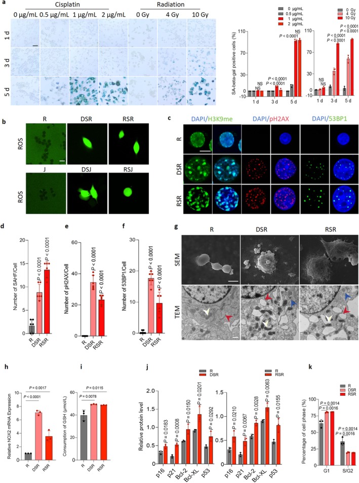Oxidative stress damage caused by cisplatin or radiation induces senescence and adaptive changes in macrophages. (a) RAW264.7 cells (R) were treated with cisplatin (drug‐induced senescent RAW264.7 cells, DSR) or radiation (radiation‐induced senescent RAW264.7 cells, RSR) and stained for SA‐β‐Gal. Quantitation of the percentage of SA‐β‐Gal+ cells. Scale bars, 100 μm. (b) Representative immunofluorescence images for reactive oxygen species (ROS) in the senescent macrophages and controls (top: R, DSR, and RSR, bottom: J, DSJ, and RSJ). Scale bar, 20 μm. (c‐f) Representative fluorescence images of H3K9me, pH2AX and 53BP1. Quantitation of H3K9me (d), pH2AX (e) and 53BP1 (f). Scale bars, 10 μm. (g) Top: Scanning electron microscopy (SEM) images showing more phagocytic vacuoles than the controls. Scale bar, 200 μm. Bottom: Transmission electron microscopy (TEM) images showing mitochondrial shrinkage with increased electron density (white arrow), endoplasmic reticulum expansion with degranulation (red arrow) and phagocytic vacuoles (blue arrow). Scale bar, 500 nm. (h) Relative mRNA expression of NOX2 in DSR and RSR from RAW264.7 cells, respectively. (i) Concentration of GSH in R, DSR or RSR, respectively. (j) Relative protein expression of senescence‐associated proteins, including p16, p21, p53, Bcl‐2, and Bcl‐XL. (k) Histogram of flow cytometry with PI staining to address the cell cycle of senescent macrophages showing the cell proportions in different phases of G1 and G2/S.n = 3each group from independent biological replicates (a, h, i, j, k),n = 6each group for independent biological replicates (d, e, f). Statistical significance was determined by one‐way ANOVA with Tukey's post hoc test and the data are presented as the means ± s.d. (a, d, e, f, h, i, j, k).