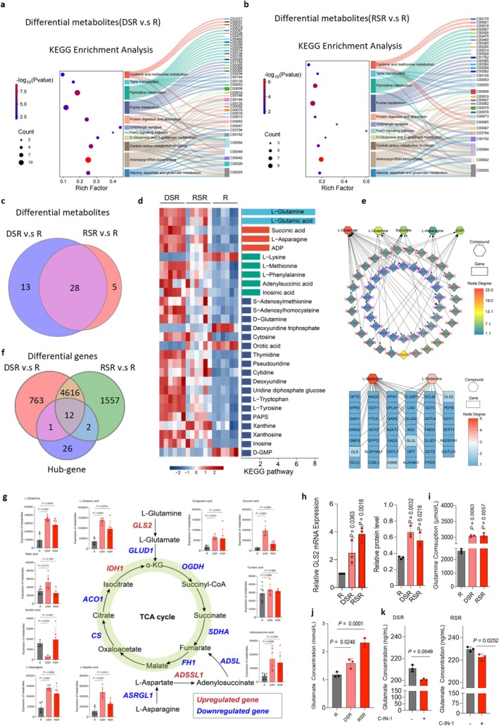 Glutamine metabolism in senescent macrophages is enhanced and regulated by GLS2. (a, b) Sankey diagrams illustrating metabolic alterations in senescent macrophages. In the DSR group, 37 altered metabolites were mapped to 11 metabolic pathways, while in the RSR group, 30 altered metabolites were associated with 11 pathways. Colors and labels highlight the close link between L‐glutamine and L‐glutamate (left) and glutamine metabolism (right). (c) Venn diagram showing the overlap of significantly altered metabolites associated with central carbon metabolism, alanine metabolism, aspartate metabolism, and glutamine metabolism in DSR or RSR. (d) Heat map of the top 28 altered metabolites from DSR or RSR (n= 6). (e) Bubble plots showing the results of gene‐metabolite KEGG joint enrichment analysis comparing the differential metabolites in senescent macrophages (DSR and RSR) with the control (R). The color of the points represented false discovery rate (FDR). (f) Venn diagram showing overlap of the significantly altered GLS2 gene related to central carbon metabolism, alanine metabolism, aspartate metabolism, and glutamine metabolism in DSR or RSR. (g) Quantitative analysis of metabolites in the glutamine metabolism pathway and differential expression of metabolic genes. Red indicates upregulated genes, and blue indicates downregulated genes. (h) Relative expression of GLS2 mRNA and protein in DSR and RSR from RAW264.7 cells. (i,j) ELISA results showing the glutamine consumption and glutamate concentration in CM from R, DSR or RSR, respectively. (k) Quantitative analysis results of glutamate content in the supernatant after using C‐IN‐1 to intervene in senescent macrophages (DSR, RSR). Statistical significance was determined by one‐way ANOVA with Tukey's post hoc test (g, h, i, k).