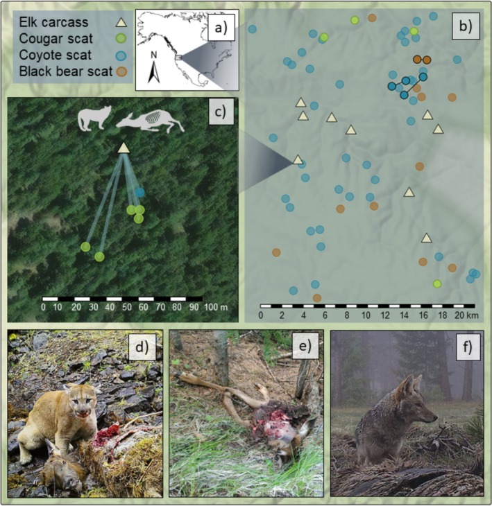 (a) Study area in northeastern Oregon, USA. (b) Map of successfully genotyped survey scats collected using scat detection dogs in 2017, and elk carcasses located in 2022–2023. A small amount of jitter was added so the scat locations did not fully overlap. Two carcasses were located outside of Starkey Experimental Forest and are not depicted on the map. Recaptured elk genotypes in two pairs of coyote scats indicated by connecting line, and two black bear scats. (c) Example of elk carcass and surrounding carnivore scats containing elk DNA matching the associated carcass genotype. (d) Cougar at an elk carcass. (e) Elk carcass at a cougar kill site (f) coyote scavenging a carcass.