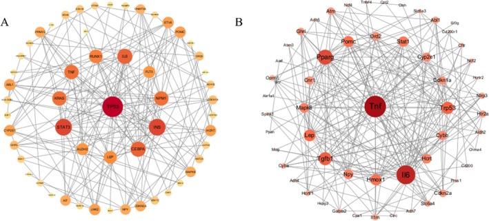 The relationship between the orexin system and acute stress and alcohol dependence. (A) The PPI network of orexin system, chronic stress and alcohol‐dependent genes, with each node representing a protein and each edge representing a protein–protein interaction relationship; nodes with darker colour and larger area have higher degree. (B) The PPI network of orexin system, acute stress and alcohol‐dependent genes, with each node representing a protein and each edge representing a protein–protein interaction relationship; nodes with darker colour and larger area have higher degree.