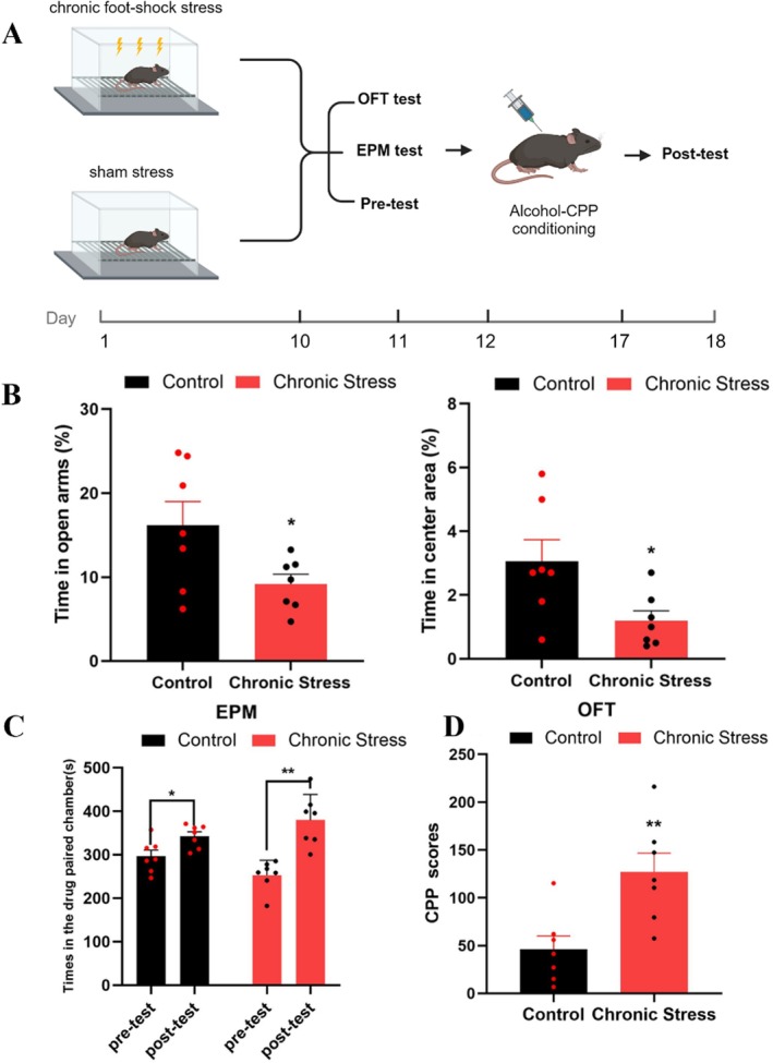 Chronic foot‐shock stress increased alcohol‐induced CPP scores in adolescent male mice. (A) Schematic diagram of the timeline for Experiment 1. Illustration fromwww.biorender.com. (B) Left: The chronic stress group (red,n= 7) spent significantly less time in the open arm in the EPM test than did the control group (black,n= 7) (independent samplest‐test, *p< 0.05, 9.68% ± 1.13% vs. 16.17 ± 2.82%, df = 12). Right: The chronic stress group (red,n= 7) spent significantly less time in the central area in the OFT than did the control group (black,n= 7) (independent samplest‐test, *p< 0.05, 1.28 ± 0.28% vs. 3.06 ± 1.79%, df = 12), data shown as the mean ± SEM.(C) After alcohol‐induced CPP training, the duration of time spent in the alcohol‐paired chamber significantly increased in both the control group (blue,n= 7, pairedt‐test, *p< 0.05, df = 6) and the chronic stress group (red,n= 7, pairedt‐test, **p< 0.01, df = 6). The data are shown as the mean ± SEM. (D) The chronic stress group (red,n= 7) had significantly higher ethanol‐induced CPP scores than did the control group (blue,n= 7) (independent samplest‐test, **p< 0.01, 126.79 ± 19.98 vs. 46.17 ± 13.81, df = 12); the data are presented as the mean ± SEM, totaln= 14.