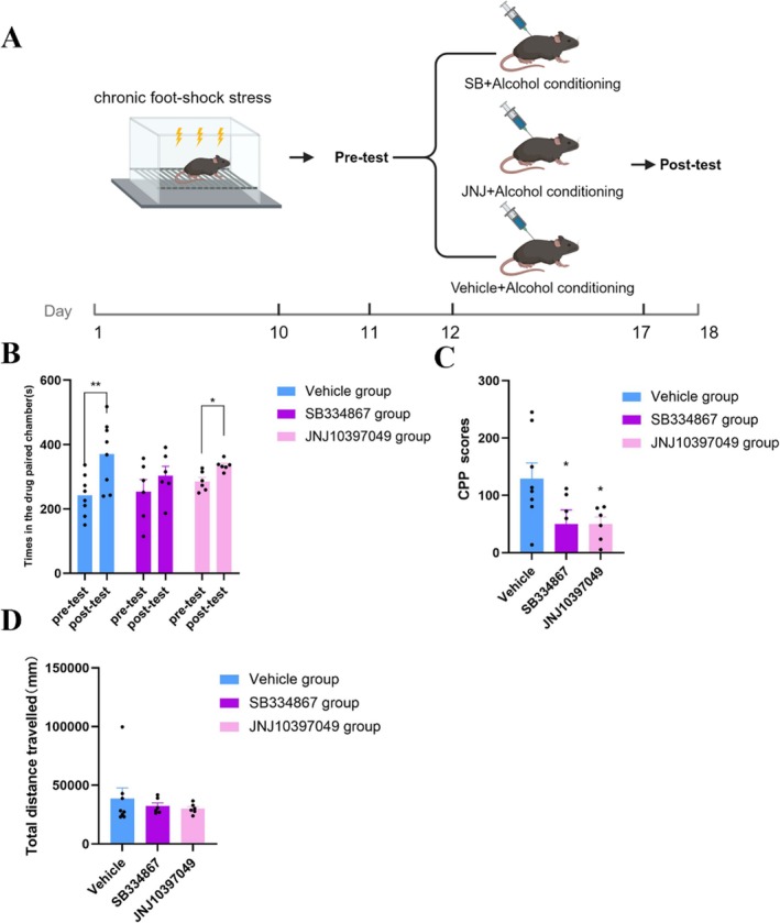OX1R and OX2R antagonists suppressed chronic stress‐associated alcohol‐induced CPP acquisition in adolescent mice. (A) Schematic diagram of the timeline for Experiment 2. Illustration fromwww.biorender.com. (B) The vehicle group (blue,n= 7, pairedt‐test, **p< 0.01, 241.77 ± 22.35 vs. 371.00 ± 36.71, df = 6) and the SB group (purple,n= 7, pairedt‐test, *p< 0.05, 335.22 ± 6.81 vs. 285.3 ± 12.51, df = 6) spent more time in the drug‐paired chamber after alcohol‐induced CPP training, whereas the JN group did not (red,n= 7, pairedt‐test,p> 0.05, 303.52 ± 29.42 vs. 253.63 ± 37.88, df = 6), data shown as the mean ± SEM. (C) The vehicle group (blue,n= 7) had significantly higher alcohol‐induced CPP scores than did the SB (purple,n= 7) and JN groups (red,n= 7) (one‐way ANOVA, *p< 0.05, 49.88 ± 24.82 or 49.92 ± 12.38 vs. 129.22 ± 27.37, df = 20), data shown as the mean ± SEM, totaln= 21. (D) No significant difference in total distance travelled was observed among the three groups of mice (one‐way ANOVA,p> 0.05, df = 20; data are shown as the mean ± SEM, totaln= 21).
