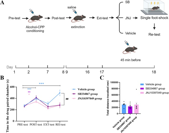 Intervention with orexin receptor antagonists could block alcohol‐induced CPP reinstatement induced by a single foot shock. (A) Schematic diagram of the timeline for Experiment 4. Illustration fromwww.biorender.com. (B) Two‐way ANOVA showing the interaction effect of test group (F= 5.405,***p< 0.001, df = 3). The time spent in the drug‐paired chamber in the posttest in the vehicle group (blue,n= 7), the SB group (purple,n= 8), and the JN group (red,n= 9) was significantly greater than that spent in the other chamber (Bonferroni multiple comparisons, simple effects test: *p< 0.05, **p< 0.01, ***p< 0.001, df = 3). There was no difference in residence time in the drug‐paired chamber among the three groups in the ext‐test or pretest (Bonferroni multiple comparisons, simple effect of test:p> 0.05, df = 3). However, the residence time in the drug‐paired chamber in the vehicle group significantly increased in the rei‐test compared with the pretest (Bonferroni multiple comparisons, simple effect of test: ***p< 0.001, df = 3), whereas the SB group and the JN group did not show this pattern (Bonferroni multiple comparisons, simple effect of testp> 0.05, df = 3). Compared with the SB group and the JN group, the vehicle group had a greater residence time in the drug‐paired chamber in the rei‐test (Bonferroni multiple comparisons, simple effect of group: **p< 0.01, df = 2). The data are presented as the mean ± SEM, totaln= 24. (C) There was no significant difference in total distance travelled among the three groups of mice (one‐way ANOVA,F= 0.58,p> 0.05, df = 23; data are shown as the mean ± SEM, totaln= 24).