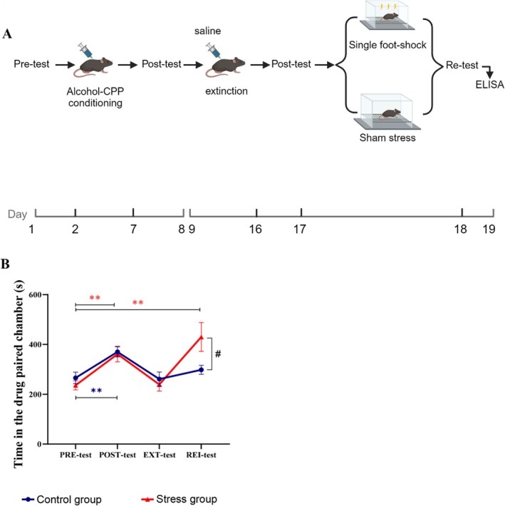 Acute foot shock facilitated the reinstatement of alcohol‐induced CPP. (A) Schematic diagram of the timeline for Experiment 3. Illustration fromwww.biorender.com. (B) Two‐way ANOVA showing the interaction effect of test group (F= 3.489, *p< 0.05, df = 3). The residence time of both the control group (blue,n= 6) and stress group (red,n= 8) in the alcohol‐paired chamber in the posttest were significantly greater than that in the other chamber (Bonferroni multiple comparisons, simple effects test **p< 0.01, df = 1). There was no difference in residence time in the alcohol‐paired chamber between the control and stress groups in the ext‐test or the pretest (Bonferroni multiple comparisons, simple effect of test:p> 0.05, df = 1). However, a single acute foot shock before alcohol injection significantly increased the CPP score in the rei‐test in the stress group but not in the control group (Bonferroni multiple comparisons, simple effect test: **p< 0.01, simple effect of group: *p< 0.05, df = 1). The data are presented as the mean ± SEM, totaln= 14.