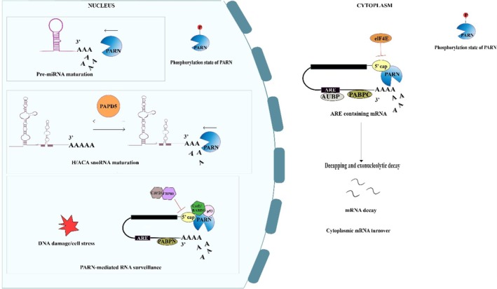Schematic representation of the biochemical pathways of PARN‐mediated deadenylation and its major RNA substrates. Poly(A)‐specific ribonuclease (PARN) is a 3′‐5′ exoribonuclease that regulates RNA metabolism through the controlled shortening of poly(A) tails, thereby influencing RNA maturation, quality control, and turnover. In the nucleus, PARN participates in the maturation and processing of noncoding RNAs, including H/ACA box snoRNAs, telomerase RNA component (TERC), and pre‐miRNAs. PAPD5‐mediated oligoadenylation of these RNA substrates is counterbalanced by PARN‐mediated deadenylation, thus maintaining RNA stability and proper ribonucleoprotein assembly, whereas excessive trimming can promote RNA degradation. PARN also contributes to nuclear RNA surveillance by facilitating the degradation of aberrant transcripts generated during cellular stress, DNA damage, defective ribonucleoprotein assembly, or faulty RNA processing. In addition, PARN activity is regulated by its phosphorylation state. PARN can compete with the nuclear cap binding complex (CBC), particularly CBP80, for access to the 5′ cap structure. The dissociation of CBP80 during cellular stress promotes PARN association with the 5′ cap, enabling the 3′ end deadenylation‐dependent decay of mRNA. In the cytoplasm, PARN regulates mRNA turnover by deadenylating transcripts containing long poly (A) tails and specific cis‐regulatory elements, including AU‐rich elements (AREs), thereby contributing to translational repression and mRNA decay. PARN activity is further modulated by cellular stress responses and posttranslational modifications such as phosphorylation, allowing dynamic regulation of RNA stability.TP53, c‐MYC, c‐FOS, andTNF‐αare among the known ARE‐containing transcripts, making them susceptible to PARN‐mediated deadenylation. Consequently, PARN contributes to the regulation ofTP53mRNA under both stress and non‐stress conditions. Similar to its nuclear role, dissociation of elF4E from the cytoplasmic 5′ cap facilitates PARN recruitment to the mRNA 5′ cap, promoting 3′ end deadenylation and translational repression. Conversely, PARN activity is inhibited by cap‐binding complexes (CBCs) and poly(A)‐binding proteins (PABPs), including nuclear PABPN and cytoplasmic PABPC, which protect mRNAs from premature deadenylation and degradation. Together, these nuclear and cytoplasmic functions establish PARN as one of the major regulators of RNA homeostasis, coordinating the maturation, surveillance, and degradation of both coding and noncoding RNAs. This image was created using Adobe Illustrator.
