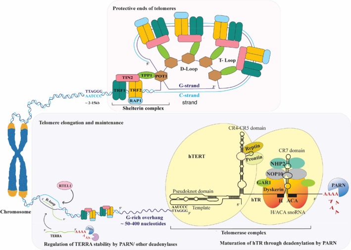 Schematic representation of PARN's role in telomere length maintenance, illustrating its interactions with TERC. The above figure depicts a chromosome that has a protective cap structure called telomeres made up of a sequentially repeated hexanucleotide sequences “TTAGGG.” In humans, telomere length can range from approximately 15 kb at birth, which can overtime shorten with each cell division reaching a critical length of 2 kb, triggering senescence and apoptosis. They are maintained by two main ribonucleoprotein complexes: The telomerase complex (TERC/hTR, TERT/hTERT and Dyskerin) and the Shelterin complex. The telomerase complex comprises a holoenzyme consisting of two lobes tethered to the RNA component of telomeres (TERC/hTR), comprising two domains: A template/pseudoknot domain (t/PK) and the conserved regions 4 and 5 (CR4/5) that interacts with the catalytic subunit telomerase reverse transcriptase (TERT/hTERT). The opposite lobe of the telomerase holoenzyme contains hTR's 3′ portion, that have a small nucleolar RNA (snoRNAs) motif called an H/ACA box, which is linked to a dimer of proteins forming ribonucleoprotein (RNP) complexes. These RNP complexes are localized in the nucleus, which promotes telomere biogenesis. There are four core H/ACA proteins that include two Dyskerin molecules and NHP2 bound to hTR through H and ACA boxes. Whereas GAR1 and NOP10 are bound to Dyskerin. TERT with Dyskerin forms complexes with two seldom recognized ATPases called Prontin and Reptin, which enhance the telomerase assembly. The second complex, called the Shelterin complex, consists of six proteins, namely, TRF1/TERF1 and TRF2/TERF2 that binds directly to the telomeric; POT1, which binds specifically to the 3′ single‐stranded G‐overhang; TPP1, which recruits and stabilizes POT1 on the teloemric DNA; TIN2 that establishes a bridge between the telomeric DNA‐binding proteins and those attached to the single‐sranded telomeric overhang through its interaction with both TRF1 and TRF2; and the repressor or activator protein (RAP1) that coats telomeric DNA and aids in protecting its ends from nuclease digestion, by localizing with telomeres through its association with TRF2. Together, these Shelterin complex attach onto the telomeric ends where telomere sequence terminates with a single‐stranded G‐rich overhang (50–400 nucleotides), which protrudes at the 3′ end. This extension then loops back to create a telomeric loop (T‐loop) and invades 5′ double‐stranded telomeric duplex, forming a structure known as displacement loop (D‐loop). This creates a distinctive lariat shape that protects the 3′ OH end of the DNA from being recognized as a double‐stranded break, thereby sheltering it from DNA damage repair mechanisms. When combined, they provide a framework that guards against chromosomal fusion and breakdown. PARN contributes to telomere maintenance through its involvement in the maturation of TERC by deadenylating its poly (A) tail. Dyskerin then binds to the mature TERC with other H/ACA proteins activating the telomerase mechanism. TERRA is a long noncoding RNA transcribed from telomere repeats and is involved in the maintenance of telomere length. In its non‐polyadenylated state, it in forms RNA–DNA hybrids (R‐loop) by base pairing with telomeres and contributes to telomere stability by the ALT pathway. RTEL1 a DNA helicase plays a critical role in resolving secondary DNA structures in telomere ends, such as T‐loops and G‐quadraplexes during DNA replication, and also associates with TERRA in resolving R‐loops, thereby preventing telomere loss. This image was created using adobe illustrator.