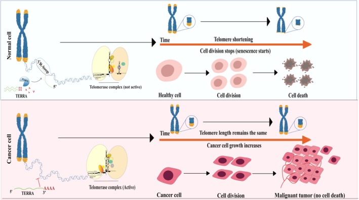 Illustration of varying telomere length in non‐neoplastic and neoplastic cells. The telomere dynamics in normal cells and cancer cells are shown in this figure. In normal somatic cells, progressive telomere shortening activates DNA damage responses that induce senescence or apoptosis as a protective mechanism. Non‐polyadenylated TERRA transcripts localize near the telomeres and contribute to telomere homeostasis. Biogenesis of TERRA occurs independently of PARN; however, PARN regulates stability and turnover of polyadenylated TERRA transcripts. In contrast, in cancer, telomerase reactivation stabilizes short telomeres, encouraging cellular immortalization and malignant behavior. This image was created using Adobe Illustrator.