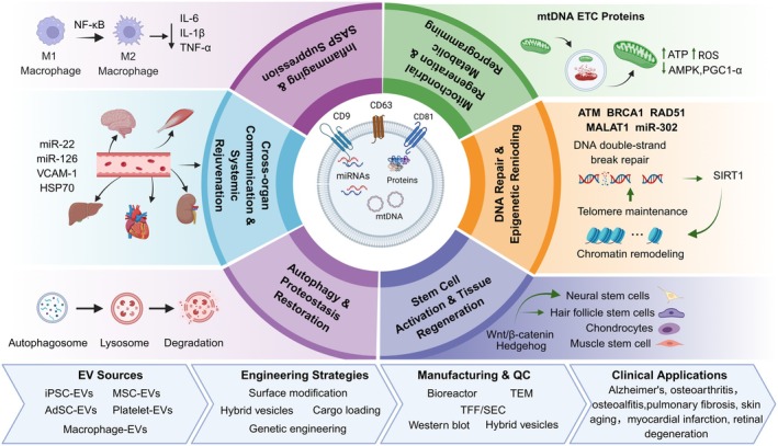 Schematic overview of EV based anti‐aging strategies and clinical translation. Created in httpsBioRender.