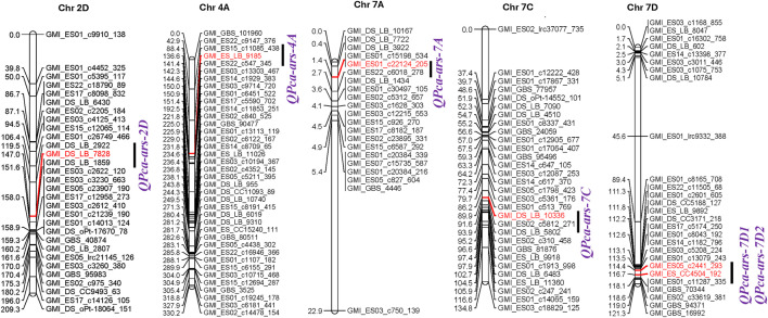 Linkage maps showing crown rust resistance QTL detected on chromosomes 2D, 4A, 7A, 7C, and 7D in the AIA1405 recombinant inbred line (RIL) population.The marker in the QTL peak position is highlighted in red font.