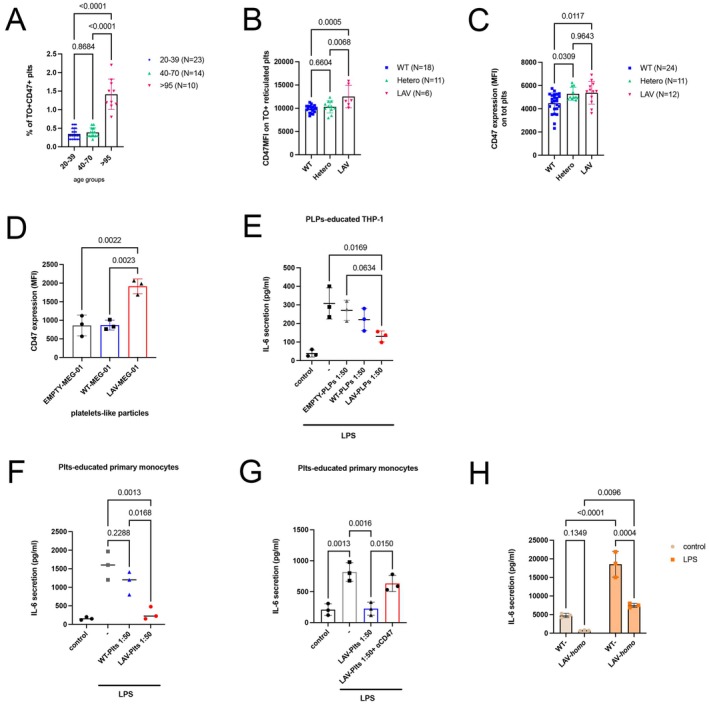 BPIFB4 and CD47 leave an immunoregulatory signature on platelets. Bar graphs reporting the (A) percentage ± SD of CD47+Thiazole OrangeTO+, CD41+/CD61+gated platelets stratified by age (group 20–39n= 23; group 40–70n= 14; group > 95n= 10). Eta squared (η2): 0.803; (B) the MFI values ± SD of CD47 among TO+, CD41+/CD61+gated platelets stratified by WT‐ (n= 18), Hetero‐ (n= 11) or LAV‐BPIFB4 (n= 6) genotype_Eta squared (η2): 0.30; (C) the MFI values ± SD of CD47 among total CD41+/CD61+platelets stratified by WT‐ (n= 24) Hetero‐ (n= 11) or LAV‐BPIFB4 (n= 12) genotype_Eta squared (η2): 0.22; due to the small sample size in some groups, normality was assessed using the Shapiro–Wilk test. Groups that met the normality assumption (p> 0.05) were analyzed using parametric tests. Statistical significance was determined by one‐way ANOVA with Tukey's HSD post hoc test for multiple comparisons. (D) CD47 surface expression (MFI values ± SD) on platelet‐like particles from parental, EMPTY‐, WT‐BPIFB4‐, and LAV‐BPIFB4‐tranduced MEG‐01 cells from three independent experiments. (E) IL‐6 levels (pg/mL) in THP‐1 supernatants after LPS stimulation following co‐culture with platelet‐like particles from three independent experiments. (F) IL‐6 levels in primary monocyte supernatants after LPS stimulation following co‐culture with WT or LAV‐BPIFB4 PrP from three independent experiments. (G) Effect of CD47 blockade (Magrolimab, 10 μg/mL) on IL‐6 secretion in monocytes co‐cultured with LAV‐BPIFB4 PrP from three independent experiments; (H) IL‐6 secretion (pg/mL) by WT‐ or LAV‐BPIFB4–genotyped monocytes after LPS stimulation. Results were expressed as the mean ± SD of three independent experiments conducted in duplicate using different donors; two‐way ANOVA followed Šídák's multiple comparisons test.