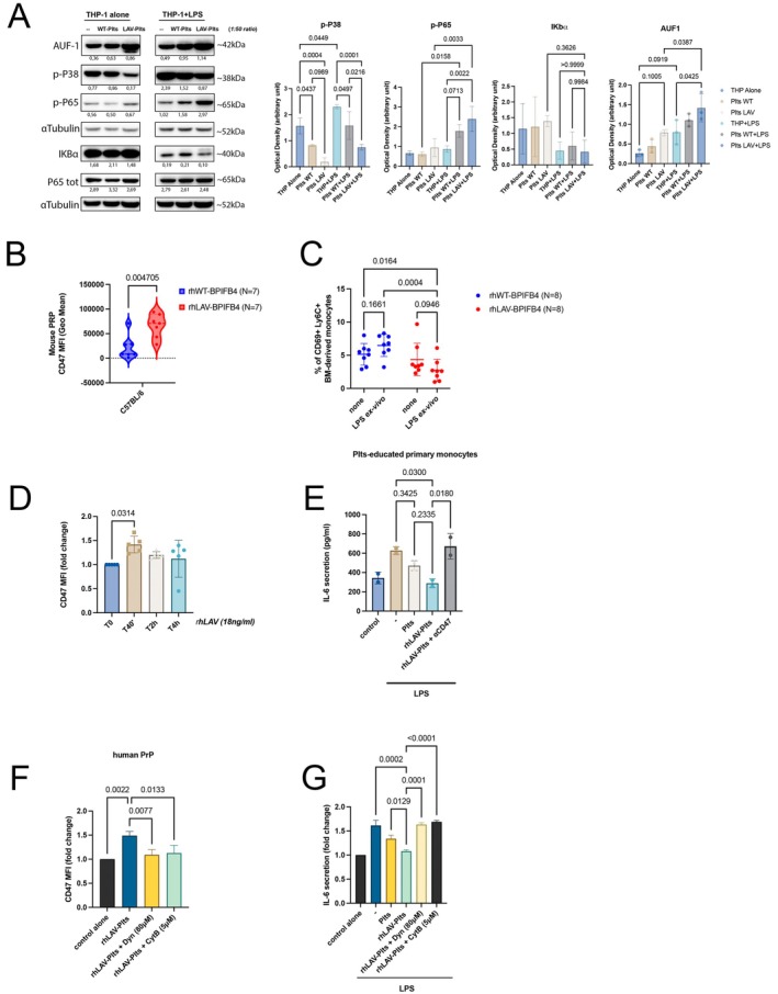 In vitro and in vivo CD47‐mediated effect of recombinant LAV‐BPIFB4. (A) Representative immunoblots for AUF‐1, IκB‐α, p‐p38, p‐p65, p65 in THP‐1 cells following co‐culture with platelets from WT or LAV‐BPIFB4 donorsand LPS stimulation were shown. Bar graphs on the right report aggregated quantification across all three independent biological replicates, presented as mean ± SD (ANOVA). (B) Violin plots showing the MFI values ± SD of CD47 among CD61+gated platelets in the PrP of C57BL/6 treated mice (rhWT‐BPIFB4,N= 7; rh‐LAV‐BPIFB4,N= 7); before performing multiple unpairedt‐test with Holm‐Ṧídák's correction, data normality was confirmed by QQ‐plot visual check for small sample size. (C) Frequency of CD69+Ly6C+monocytes isolated fromN= 8 rhWT‐BPIFB4‐ andN= 8 rhLAV‐BPIFB4‐treated mice after ex vivo LPS stimulation. Statistical analysis by two‐way ANOVA with post hoc Fisher's Least Significant Difference (LSD) test was conducted. Numbers above square brackets show unadjusted LSDp‐values. (D) Bar graphs report the time‐course of CD47 surface expression on human platelets (MFI values ± SD) treated with rhLAV‐BPIFB4 (18 ng/mL), expressed as fold change versus basal (T0); from five independent experiments using different donors; one‐way ANOVA with Tukey's HSD post hoc test for multiple comparisons. (E) IL‐6 secretion (pg/mL) by primary monocytes co‐cultured with rhLAV‐BPIFB4–treated platelets in the presence or absence of CD47 blockade (Magrolimab, 10 μg/mL). (F) CD47 surface expression (MFI values ± SD) on rhLAV‐BPIFB4–treated platelets in the presence or absence of Cytochalasin B (5 μM) or Dynasore (80 μM). (G) IL‐6 secretion (pg/mL) by primary monocytes co‐cultured with rhLAV‐BPIFB4–treated platelets in the presence or absence of Cytochalasin B or Dynasore. Results in (E–G) were expressed as the mean ± SD of three independent experiments. Before performing the ANOVA with Tukey's HSD post hoc test, data normality was confirmed by QQ‐plot visual check for small sample size.