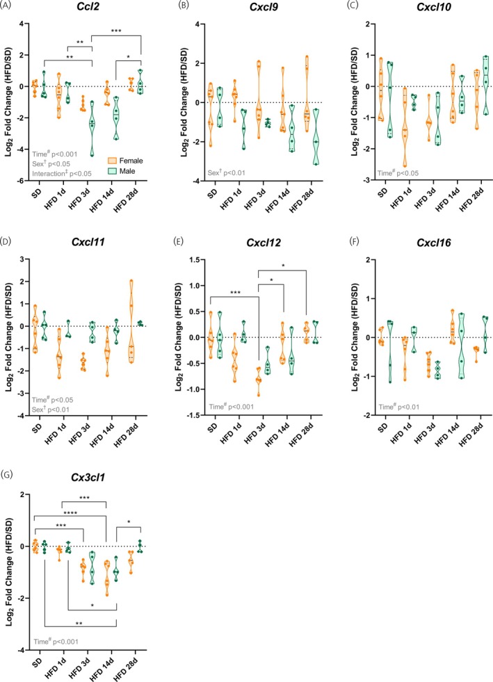 High‐fat diet induces sex‐specific modulation of the chemokinesCcl2andCx3cl1. (A–G) Hypothalamic mRNA levels of various chemokines. Data are shown as violin plots with median and quartiles for four to six mice per group. qPCR data (log2fold change) were analyzed using two‐way ANOVA with sex and high‐fat diet (HFD) duration as factors, followed by Sidak's post hoc tests. *p< .05, **p< .01, ***p< .001, ****p< .0001 compared with the indicated groups. SD, standard diet.
