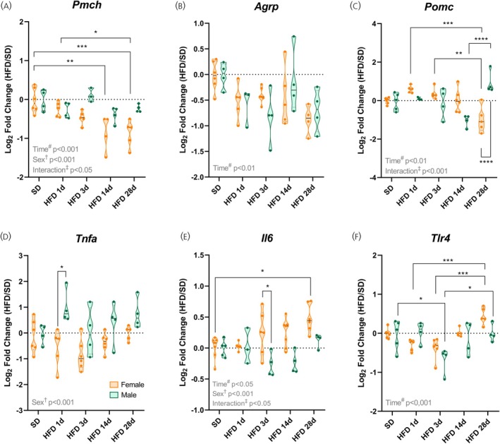 High‐fat intake induces hypothalamic inflammation and alters the neuropeptide profile in a sex‐ and time‐dependent manner. (A–C) Hypothalamic mRNA levels of neuropeptides. (D–F) Hypothalamic mRNA levels of inflammatory genes. Data are shown as violin plots with median and quartiles for four to six mice per group. qPCR data (log2fold change) were analyzed using Two‐way ANOVA with sex and high‐fat diet (HFD) duration as factors, followed by Sidak's post hoc tests. *p< .05, **p< .01, ***p< .001, ****p< .0001 compared with the indicated groups. SD, standard diet.