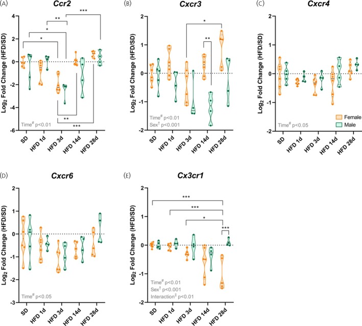 Chemokine receptorsCcr2,Cxcr3, andCx3cr1are modulated by high‐fat diet (HFD) in females. (A–E) Hypothalamic mRNA levels of chemokine receptors. Data are shown as violin plots with median and quartiles for four to six mice per group. qPCR data (log2fold change) were analyzed using two‐way ANOVA with sex and high‐fat diet (HFD) duration as factors, followed by Sidak's post hoc tests. *p< .05, **p< .01, ***p< .001 compared with the indicated groups. SD, standard diet.