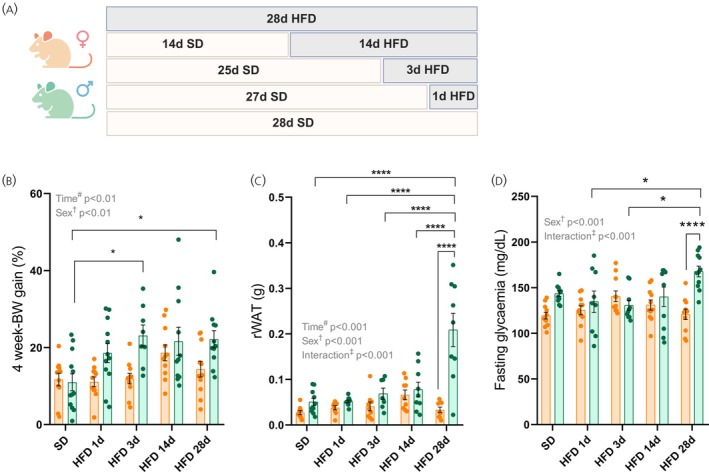 High‐fat diet induces sex‐specific metabolic alterations. (A) Schematic representation of the experimental protocol of the high‐fat diet (HFD) challenge. (B) Percentage of body weight gain during the experimental protocol. (C) Weight of white adipose tissue (retroperitoneal depot) at the end of the experiment. (D) Six‐hour fasting blood glucose levels. Data are expressed as mean ± standard error of the mean of 10–12 mice per group. Statistical analyses were performed using two‐way ANOVA followed by Sidak's post hoc test. *p< .05, ****p< .0001 compared with the indicated groups. BW, body weight; rWAT, retroperitoneal white adipose tissue; SD, standard diet. dagger:p< .05 when the effect of sex is observed by two‐way ANOVA analysis. double dagger:p< .05 when the effect of interaction of sex and time (HFD duration) is observed by two‐way ANOVA analysis.
