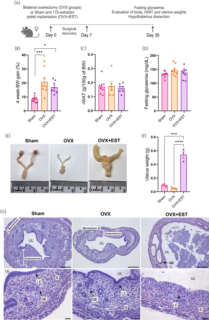 Ovariectomy induces metabolic dysfunction independent of dietary composition. (A) Schematic representation of the experimental design. (B) Percentage of body weight gain during 4 weeks after the surgical removal of the ovaries (OVX) surgical procedure. (C) Weight of white adipose tissue (retroperitoneal depot, retroperitoneal white adipose tissue [rWAT]) at the end of the experiment. (D) Six‐hour fasting blood glucose levels. (E) Representative macroscopic images of the uterus collected at euthanasia. (F) Uterine weight measurements. (G) Representative histological images of uterine horns (hematoxylin and eosin staining). Data are expressed as mean ± standard error of the mean of 5–10 mice per group, except for uterine weight (N= 3 per group). Statistical analyses were performed using one‐way ANOVA, followed by Tukey's post hoc test. *p< .05, ***p< .001,p< .00001, compared with the Sham group. BW, body weight; EST, estradiol; GE, glandular epithelium; LE, luminal epithelium; S, stroma; UL, uterine lumen.