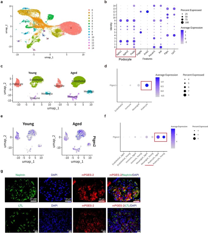 Single‐cell transcriptomic analysis reveals a podocyte‐enriched expression pattern ofPtges2in aged glomeruli. (a) UMAP of 15 unsupervised clusters from GSE240374 mouse kidney. (b) Dot plot of canonical marker genes used for cell‐type annotation. Podocyte clusters were identified byNphs1,Nphs2, andPodxl; mesangial cells byPdgfrbandActa2; endothelial cells byPecam1andKdr; and immune cells byPtprcandLyz2. Dot size indicates the percentage of cells expressing the indicated gene, and color indicates average expression level. (c) UMAP plots showing the distribution of major glomerular cell populations in young and aged kidneys, including podocytes, endothelial cells, mesangial cells, and immune cells. (d) Dot plot showingPtges2expression across annotated glomerular cell populations.Ptges2expression was enriched in podocytes relative to the other glomerular cell types. (e) Feature plots showing the distribution ofPtges2expression in glomerular cells from young and aged kidneys. (f) Dot plot showingPtges2expression across glomerular cell populations stratified by age. Compared with young podocytes, aged podocytes showed higherPtges2expression and a greater proportion ofPtges2‐expressing cells. (g) Dual label immunofluorescence in mouse kidney sections. Top row: mPGES‐2 with Nephrin (podocyte marker). Bottom row: mPGES‐2 with LTL (proximal tubule marker). Scale bars 20 μm.
