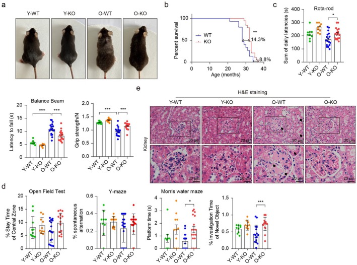 mPGES‐2 deficiency benefits longevity and supports overall health. (a) Representative images of mPGES‐2 wild‐type (WT) and knockout (KO) mice at young (8 weeks) and old ages (2 years). (b) Lifespan of mPGES‐2 WT and KO mice. (c) Motor activity evaluated by Rota‐rod, balance beam, and grip strength tests. (d) Learning and memory tests analyzed by open field, Y‐maze, Morris water maze and novel object recognition test. (e) Representative images showing (hematoxylin and eosin) H&E staining of kidney specimens. Data are presented as mean ± SEM. *p< 0.05, **p< 0.01, and ***p< 0.001; Survival was compared by the log rank (Mantel–Cox) test and one‐way ANOVA with Tukey's test for (c) and (d).
