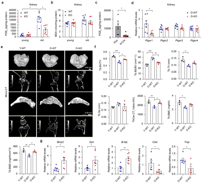 Effect of globalPtges2knockout on bone formation and health. (a) Effect ofPtges2knockout on the content of PGE2in the kidney. (b) Effect ofPtges2knockout on the content of MDA in the kidney. (c) Effect of podocytePtges2specific knockout on the content of PGE2in the kidneys. (d)Ptges2knockout on expression of four EP receptors. (e) Effect ofPtges2knockout on bone microarchitecture by micro‐computed tomography (μCT). (f) Quantified indices by μCT. (g)Ptges2knockout on the expression of osteoblast and osteoclast biomarkers. Data are presented as mean ± SEM. *p< 0.05, **p< 0.01, and ***p< 0.001; unpaired Student's t‐test was used for c, d, g and one‐way ANOVA with Tukey's test was used for a, b, f.