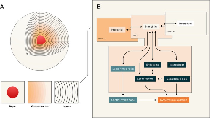 Graphical representation of the subcutaneous absorption and disposition model. (A) The physical injection site is represented by a volume including the injected formulation (depot in red) and the surrounding tissue organized in layers with a discrete thickness. At injection, part of the volume will form the depot while the rest, including solubilized drug, will disperse into the surrounding tissue. Spatiotemporal distribution of drug throughout the tissue is thereafter described by passive diffusion in the interstitial space. (B) Tissue organization, distribution, and description of mass transfer as implemented in PK‐Sim is adopted as a physiological representation for each tissue layer. Translocation both via cell membrane permeability and endothelial fenestration may occur dependent on the molecule's properties. Moreover, generic representation of endosomal functionalities (uptake, recirculation, clearance, and neonatal Fc receptor salvaging) as well as lymphatic drainage into local and subsequent central lymph nodes are represented within each layer's interstitial space. Systemic absorption rate and bioavailability are determined by the sum of said processes.