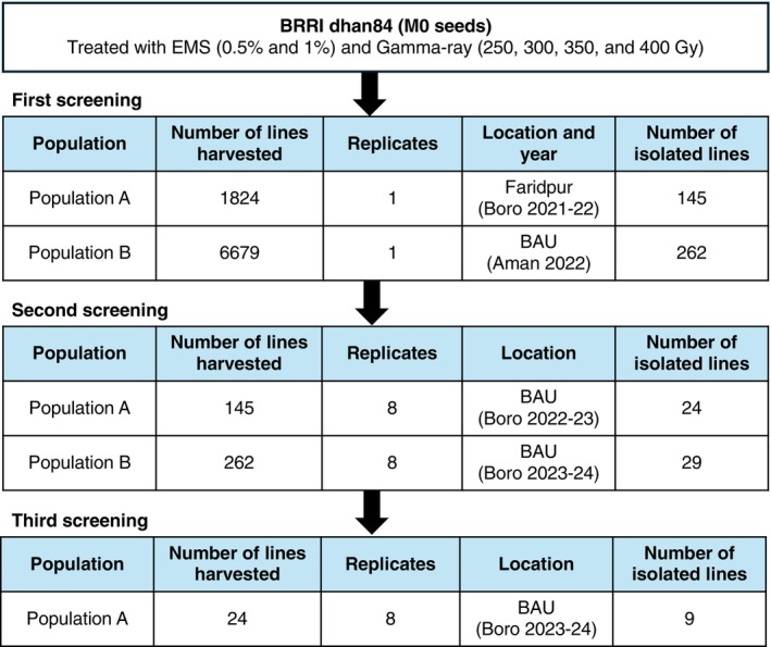 Summary of the mutant screening process. The M1seeds were initially grown in the paddy field of Bangladesh Agricultural University (BAU) during the boro (dry) season (December 2020–May 2021), and three panicles were harvested. From each panicle, one M2seed was germinated and advanced through two separate populations.Population A:One M2seed from a single panicle was grown in a farmer's field in Faridpur, an As‐contaminated area, during the boro season (December 2021–May 2022), and five panicles were harvested.Population B:One M2seed from a mixture of two panicles was grown in the BAU field during the Aman (monsoon) season (July–November 2022), and five panicles were harvested. Grains from the five panicles of each population were subjected to ionome screening by ICP‐MS to isolate mutants. The selected M3plants from populations A and B were grown in the BAU field during the boro seasons of 2022–2023 and 2023–2024, respectively. The selected M4plants were further grown during the boro season of 2023–2024 at BAU for the third screening.
