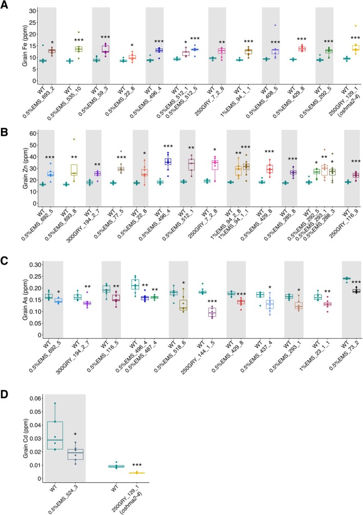 Element concentrations in grains of beneficial mutants. (A) Grain Fe concentration in high‐Fe mutants. (B) Grain Zn concentration in high‐Zn mutants. (C) Grain As concentration in low‐As mutants. (D) Grain Cd concentration in low‐Cd mutants. The WT plants used for comparison were the nearest WT individuals planted beside each mutant. Significant differences were calculated using the Wilcoxon test when comparing a single mutant with WT and the Kruskal‐Wallis test followed by Dunnett's test when comparing multiple mutants with WT.n= 4–8; ***p< 0.001, **p< 0.01, *p< 0.05.