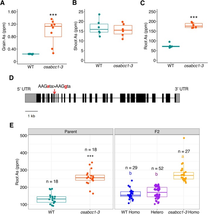 OsABCC1is the candidate gene for the high As phenotype in theosabcc1‐3mutant. (A) Grain As concentration in WT andosabcc1‐3mutant grown at the BAU paddy field in 2024. Data are the same as in Figure2.n= 8, Student'st‐test, ***p< 0.001. (B) Shoot As concentration. (C) Root As concentration. Shoot and root As were determined in two‐week‐old plants grown in Kimura B solution with 100 ppb As(III) in the greenhouse (20°C–30°C, sunlight with open air).n= 6, Student'st‐test, ***p< 0.001. (D) Gene structure of theOsABCC1gene and the mutation site in the osabcc1‐3mutant. The box and line indicate the exon and intron, respectively. The red arrow indicates the site of mutation in theosabcc1‐3mutant. (E) Root As concentration of parents and F2plants. Root As was determined in 2‐week‐old plants grown in Kimura B solution with 100 ppb As(III) in the greenhouse (20°C–30°C, sunlight with open air). The significant differences were calculated using Student'st‐test for parents, ***p< 0.001, and Tukey's HSD (p< 0.05) for F2genotypes. Letters indicate significant differences. The number of replicates is shown in the figure.