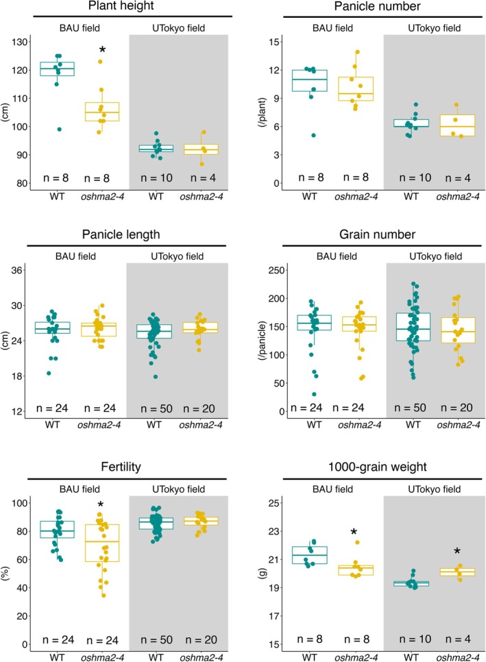 Growth and yield performance of theoshma2‐4mutant in the field. Plants were grown at the Bangladesh Agricultural University (BAU) in 2024 and UTokyo paddy fields in 2024. Data were recorded from 8 plants for both WT andoshma2‐4at the BAU field and 10 plants for WT and 4 plants forshma2‐4at the UTokyo field. The data of panicle length, grain number, and fertility were recorded from 3 panicles and 5 panicles of each plant at the BAU field and the UTokyo field, respectively. The significant differences were calculated using Student'st‐test. *p< 0.05. The number of replicates is shown in the figure.
