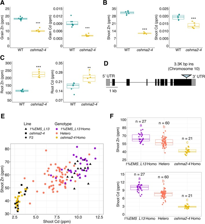 OsHMA2is the candidate gene for the phenotypes in theoshma2‐4mutant. (A) Zn and Cd concentrations in grain. The plants were grown at the BAU paddy field in 2024. Data are the same as in Figure2and Cd concentration in Figure3.n= 8, Student'st‐test, ***p< 0.001. (B) Zn and Cd concentrations in shoot. (C) Zn and Cd concentrations in root. Shoot and root concentrations were determined in 2‐week‐old plants grown in Kimura B solution in the greenhouse (20°C–30°C, sunlight with open air).n= 6, Student'st‐test, ***p< 0.001, **p< 0.01. (D) Gene structure ofOsHMA2and the mutation site in theoshma2‐4mutant. The box and line indicate the exon and intron, respectively. The triangle indicates the site of mutation in the gene. (E) A correlation plot between Zn and Cd concentrations in shoots for each genotype in the F2population. F2plants were grown together with the parental line in Kimura B solution with 10 ppb Cd. (F) Boxplot of different F2genotypes in (E). Significant differences were calculated using Tukey's HSD (p< 0.05). Letters indicate significant differences. The number of replicates is shown in the figure.