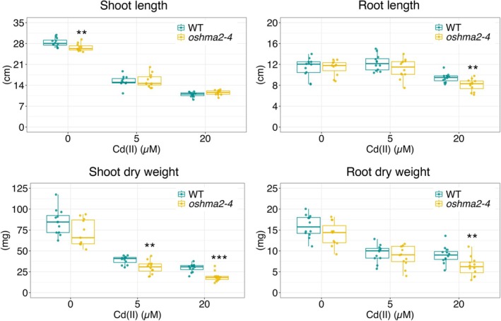 Cd sensitivity of theoshma2‐4mutant. Plants were grown in Kimura B solution with different Cd doses for 3 weeks in the greenhouse (20°C–30°C, sunlight with open air).n= 10–12, Student'st‐test, ***p< 0.001, **p< 0.01, *p< 0.05.