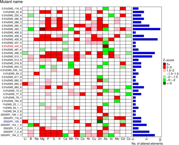 Z‐score plot of the isolated 38 mutants. TheZ‐scores for each element of a mutant were calculated based on the median value of 4–8 plants. The plants were grown at the BAU paddy field in 2024. These 38 mutants include 9 from Population A and 29 from Population B, as shown in Figure1. The mutants were isolated when the |Z‐score| is > 2. The bar plot indicates the number of elements having a |Z‐score| > 2. The red text indicates theosabcc1‐3mutant, and the blue text indicates theoshma2‐4mutant.