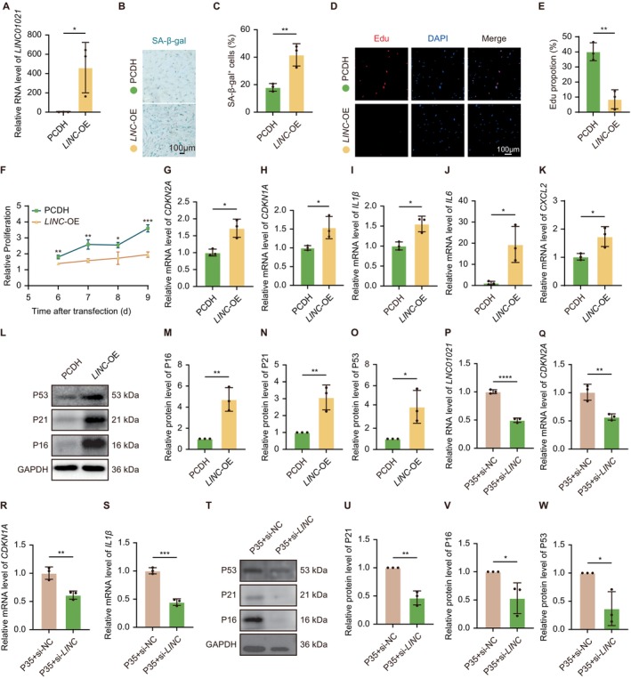 LINC01021modulates cellular senescence in human fibroblasts. (A) qPCR analysis confirmingLINC01021overexpression in HELF cells. (B, C) Representative SA‐β‐Gal staining and quantification showing increased senescence uponLINC01021overexpression. (D, E) Representative EdU staining and quantification indicating reduced DNA synthesis inLINC01021‐OE HELF cells. (F) Proliferation curves comparingLINC01021‐OE HELF cells with vector controls. (G‐K) qRT‐PCR ofCDKN2A,CDKN1A, and SASP‐associated genes inLINC01021‐OE HELF cells. (L‐O) Western blot analysis and quantification of P16, P21, and P53 inLINC01021‐OE HELF cells. (P‐S) qRT‐PCR analysis ofLINC01021,CDKN2A,CDKN1A, and SASP‐associated genes in replicative senescent HELF cells followingLINC01021knockdown. (T‐W) Western blot analysis and quantification of P21, P16, and P53 in replicative senescent HELF cells afterLINC01021knockdown. Data are shown as mean ± SEM from at least three independent experiments. SASP, senescence‐associated secretory phenotype.