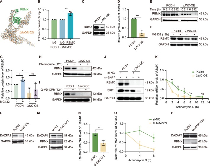 LINC01021regulates RBMX abundance predominantly through DAZAP1‐dependent post‐transcriptional mechanisms. (A) AlphaFold‐based modeling predicting a potential structural interface betweenLINC01021and RBMX. (B) ChIP‐qPCR analysis showing low but reproducible chromatin‐associated enrichment ofLINC01021in RBMX immunoprecipitates. (C, D) Western blot analysis and quantification of RBMX protein levels inLINC01021‐OE HELF cells. (E) Cycloheximide chase analysis assessing RBMX protein stability uponLINC01021overexpression. (F, G) MG132 treatment partially restores RBMX protein levels inLINC01021‐OE HELF cells. (H‐J) Inhibition of lysosomal degradation (chloroquine), caspase‐dependent proteolysis (Q‐VD‐OPh), or SCF E3 ligase component SKP1 does not rescue RBMX protein levels. (K) Actinomycin D chase analysis showing acceleratedRBMXmRNA decay inLINC01021‐OE HELF cells. (L) Western blot analysis of DAZAP1 protein levels inLINC01021‐OE HELF cells. (M) RBMX protein levels followingDAZAP1knockdown. (N, O) qRT‐PCR and mRNA stability analyses demonstrating DAZAP1‐dependent regulation ofRBMXtranscript abundance. (P) RBMX protein levels followingDAZAP1overexpression. Data are shown as mean ± SEM from at least three independent experiments.