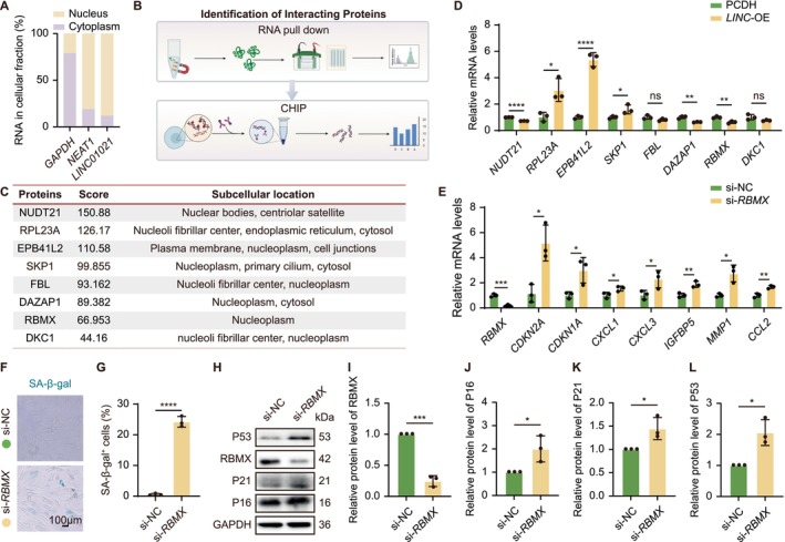 RBMX is a key mediator ofLINC01021‐dependent senescence regulation. (A) Subcellular fractionation showing predominant nuclear localization ofLINC01021. (B) Schematic overview of the workflow for identifying and validatingLINC01021‐interacting proteins, including RNA pull‐down coupled with mass spectrometry (MS) and subsequent chromatin immunoprecipitation (ChIP) assays. (C) Candidate nuclear proteins identified byLINC01021RNA pull‐down and MS. (D) qRT‐PCR analysis of selected candidate mRNAs inLINC01021‐OE HELF cells. (E) qRT‐PCR analysis ofRBMX,CDKN2A,CDKN1A, and SASP‐associated genes in si‐RBMXHELF cells. (F, G) Representative SA‐β‐Gal staining and quantification afterRBMXknockdown. (H‐L) Western blot analysis and quantification of RBMX, P16, P21, and P53 in si‐RBMXHELF cells. Data are shown as mean ± SEM from at least three independent experiments.
