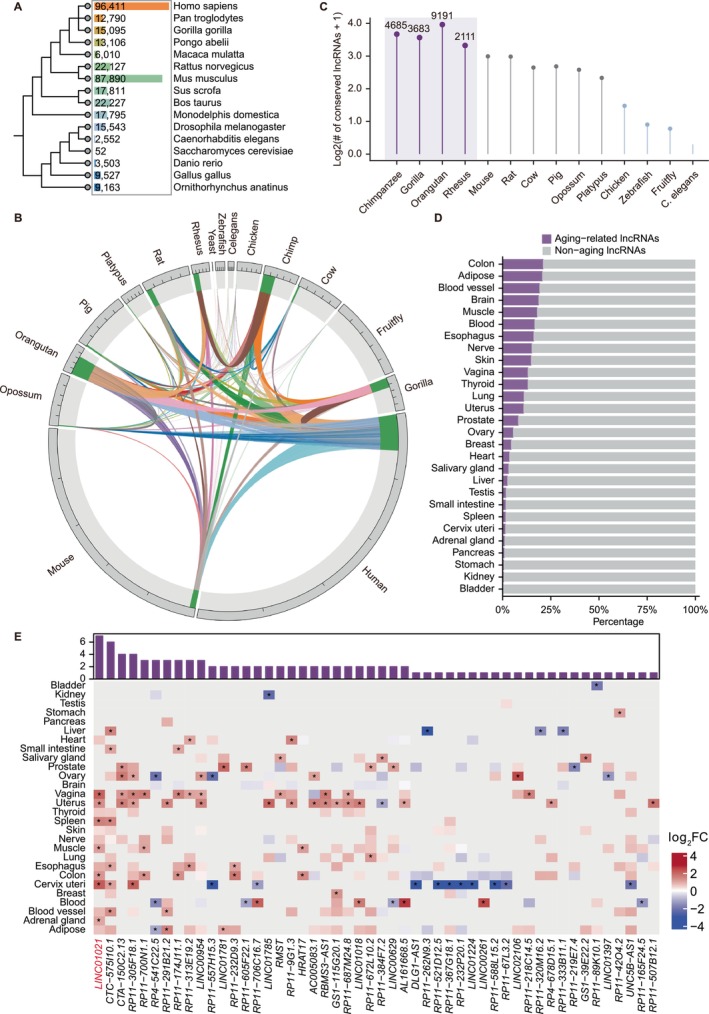 Evolutionary distribution and conservation of lncRNAs across species. (A) Phylogenetic tree of representative species annotated with the number of lncRNAs identified in each genome. (B) Circular visualization of lncRNA conservation across species, with links indicating shared lncRNAs between species pairs. (C) Relative enrichment of conserved human lncRNAs in primates compared with non‐primate mammals. (D) Distribution of primate‐conserved lncRNAs exhibiting age‐associated expression across human tissues. (E) Heatmap showing age‐associated expression changes of primate‐conserved lncRNAs across human tissues under stringent selection criteria (FDR < 0.05 and log2FC > 1). Color scale indicates log2FC with age (red, upregulation; blue, downregulation). The bar plot above summarizes the number of tissues in which each lncRNA exhibits significant age‐associated expression.